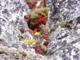 Lichens (above 5200m)